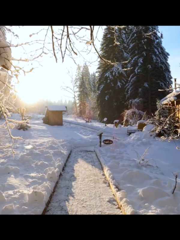 Cabanes dans les arbres